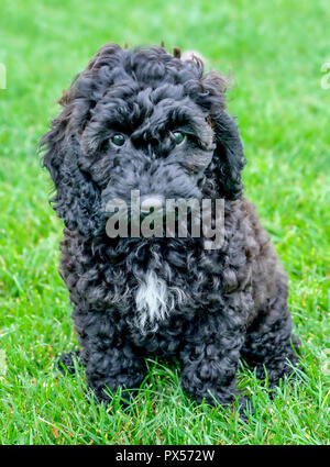 Black cockerpoo curly haired puppy sitting on green grass the puppy is stairing directly into the camera she has a triangle of white fur on her chest  Stock Photo