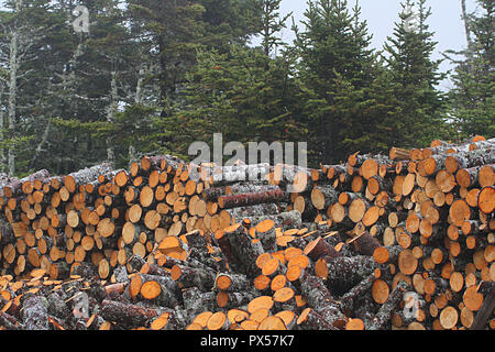 Newfoundland, Canada, roadside firewood pile.  Many people harvest wood to heat their homes and along the roadside are piles of chopped wood. Stock Photo