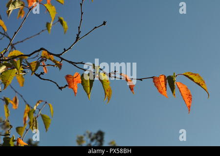 Ash tree leaves on a branch in the autumn, single branch isolated, with a row of colored leaves, enchanting, pretty, fall scene. Stock Photo