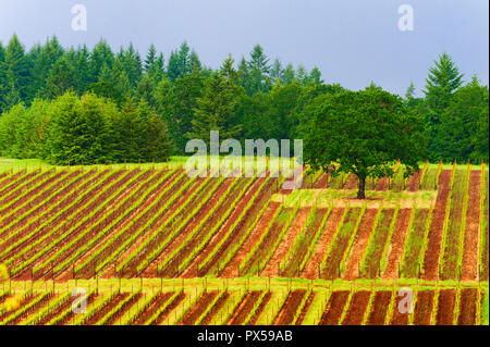 Vineyards on  the Dundee rolling hills in Dundee, Oregon. Stock Photo