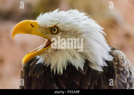 bald eagle head  portrait  (Haliaeetus leucocephalus) with open beak and   rocks background Stock Photo