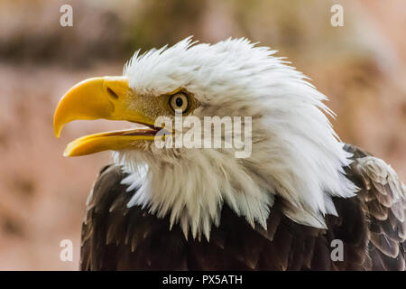 bald eagle head  portrait  (Haliaeetus leucocephalus) with open beak and   rocks background Stock Photo
