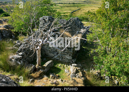 Ruin of Hafod Fach C17th crogloft cottage near Hafod y Garreg in the uplands of the eastern Carneddau, Snowdonia, North Wales Stock Photo