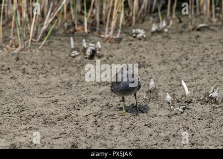 Older moorhen duckling (Gallinula chloropus) walking through dried up marsh land river bed in summer Stock Photo