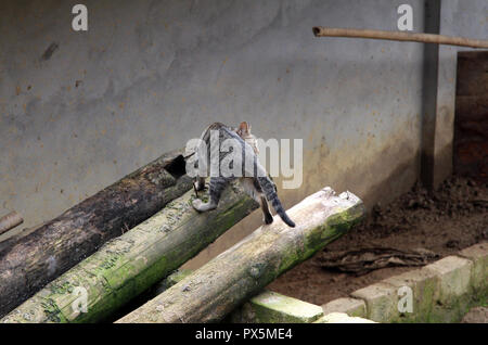 Intrepid cat scales shed roof in a village in Vietnam Stock Photo