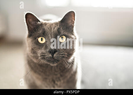 A grey cat on living room at home Stock Photo
