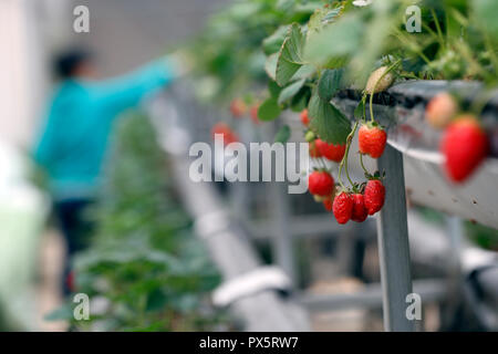 Organic hydroponic vegetable farm.  Srawberry rows in greenhouse. Dalat. Vietnam. Stock Photo