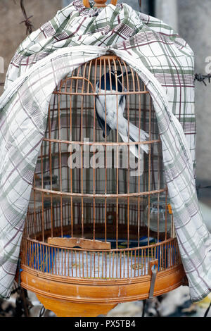 Bird in bamboo cage hanging over sidewalk.  Cai Be. Vietnam. Stock Photo