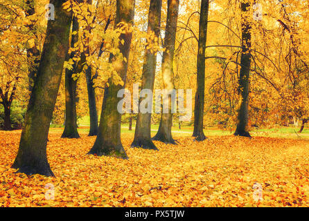 Autumn picturesque landscape. Autumn trees with yellowed foliage in October park. Colorful autumn landscape in bright tones Stock Photo