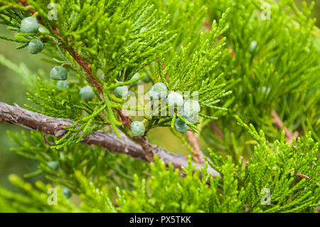 Western Juniper - in latin Juniperus occidentalis. Soft focus processing Stock Photo