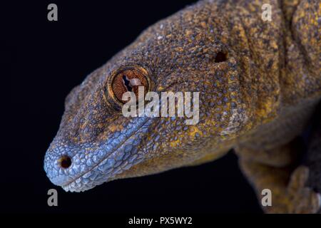 The Giant bronze gecko (Ailuronyx trachygaster) is a enigmatic species rarely seen due to its preference for remaining high above the ground, and also Stock Photo