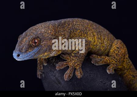 The Giant bronze gecko (Ailuronyx trachygaster) is a enigmatic species rarely seen due to its preference for remaining high above the ground, and also Stock Photo