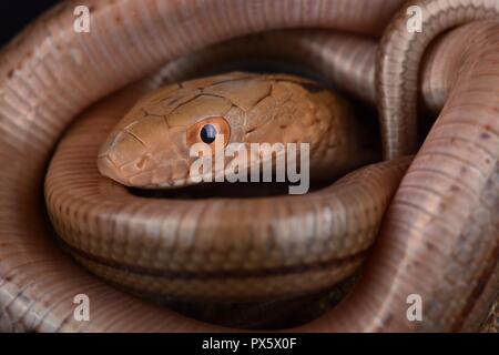 The King Ratsnake (Elaphe carinata) is a large snake species found in China, Taiwan and parts of Japan. They are widely used in the Chinese medicine t Stock Photo