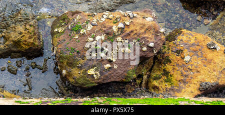 Rock oysters attached to eroded sandstone in a rockpool in Woolloomooloo Bay Sydney NSW Australia. Stock Photo