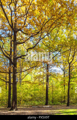 oak grove illuminated by sun on meadow in forest of Timiryazevsky Park ...