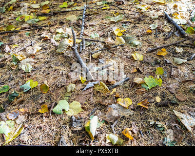 fallen leaves and larch needles on ground in forest of urban park in sunny autumn day Stock Photo