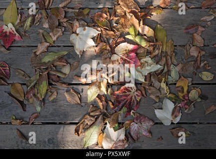 colorful autumn leaves on brown wooden planks. Stock Photo