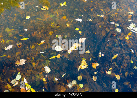top view of fallen leaves on surface of water and leaf litter at the bottom of forest pond in urban park in sunny autumn day Stock Photo