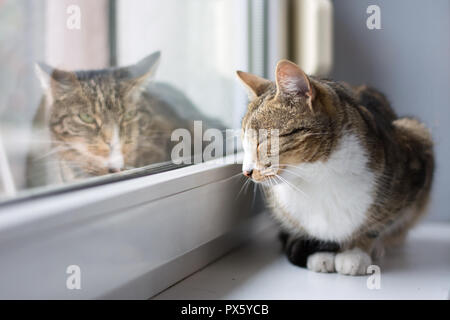 Black, beige and white cat lying on a windowsill with closed eyes, grey cat lying outside Stock Photo