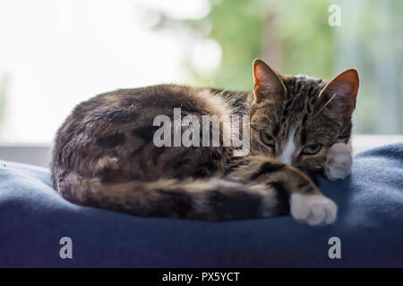 Black, beige and white cat curled on top of a blue sofa, looking into the camera Stock Photo