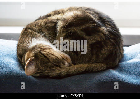 Black, beige and white cat curled up and fast asleep on top of a blue sofa Stock Photo