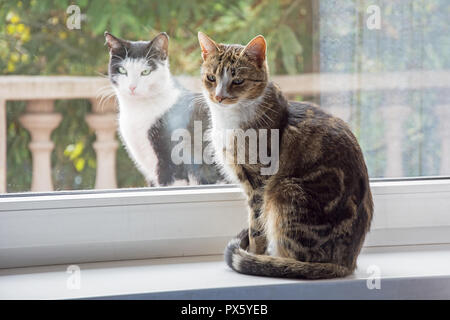 Two cats on a windowsill - one inside and the other outside Stock Photo