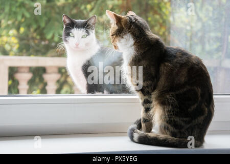 Two cats on a windowsill - one inside and the other outside, one watching the other Stock Photo