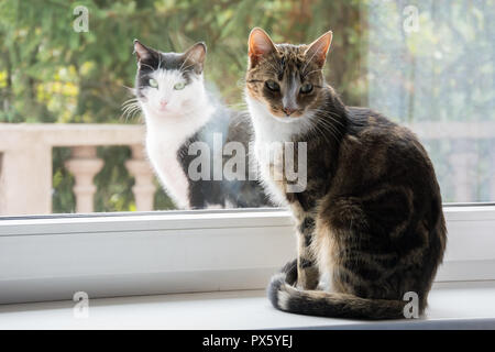 Two cats on a windowsill - one inside and the other outside Stock Photo