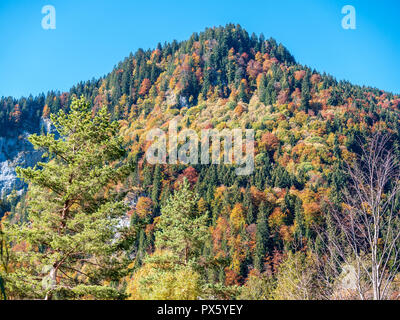 Image of colorful autumn trees in a mixed forest Stock Photo
