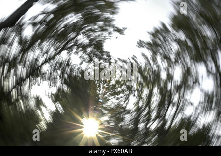 Tree impressions, riverside forest, Austria, Lower Austria, Danube area, Greifenstein Stock Photo