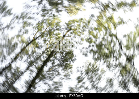 Tree impressions, riverside forest in spring time, Austria, Lower Austria, Danube area, Greifenstein Stock Photo