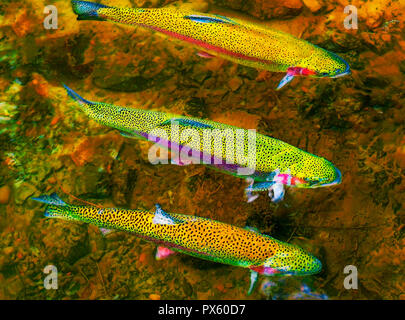 Three rainbow trout swimming against current in the McKenzie River. Stock Photo