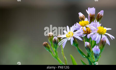Macro of tripolium pannonicum flower blossoms. Plant is also called sea aster or seashore aster. Shallow depth of field. Stock Photo