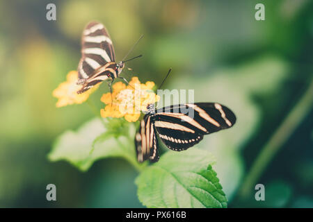 Two Butterflies on flower - Heliconius charithonia, the zebra buterfly - Stock Photo