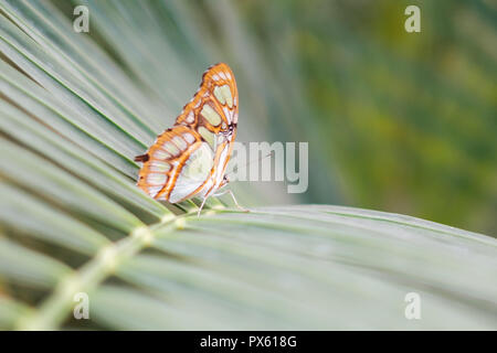 butterfly in nature - Siproeta stelenes (malachite) Stock Photo