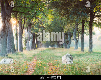 Image of alley in autumn during sunset Stock Photo