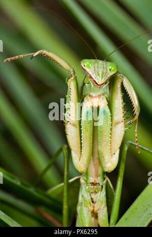 Chinese mantis (Tenodera aridifolia sinensis) rearing up into defensive posture. Mantids don't bite in defense, but they can pinch hard with their spi Stock Photo