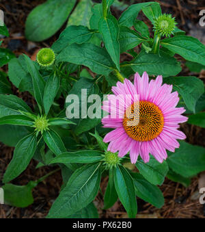 Purple coneflower (Echinacea purpurea) and several buds in garden in central Virginia in early summer. Stock Photo