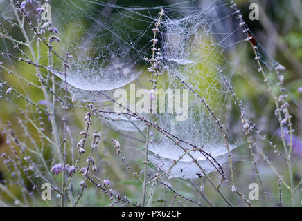Dew-covered webs of the bowl and doily spider, Frontinella communis--a species of sheet weaver found in North and Central America--in central Virginia Stock Photo