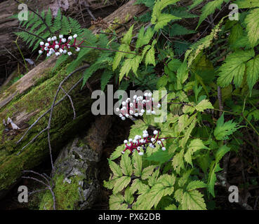 Doll eyes, or white baneberry (Actaea pachypoda) in late September in Cathedral State Park in West Virginia. Entire plant is poisonous to humans, but  Stock Photo