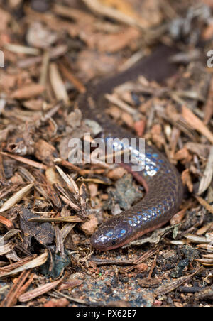 Eastern worm snake (Carphophis amoenus amoenus) in leaf litter on forest floor. Worm snakes are among the most fossorial (living underground) snakes   Stock Photo