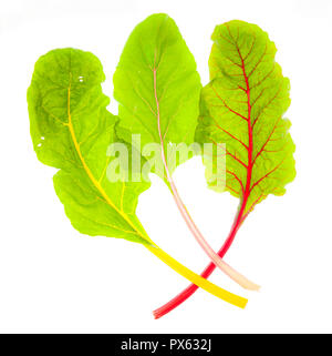 Rainbow chard leaves backlit on white Stock Photo