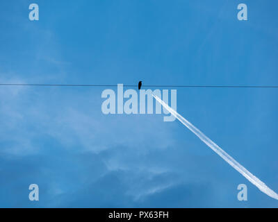 Image of black bird on a wire with airplane in the background Stock Photo