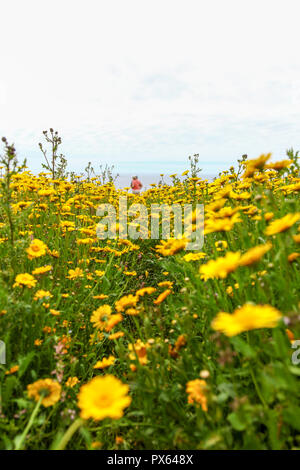 Two women walking through Yellow Corn Marigold (Glebionis segetum) flowers in a field at St. Just in Penwith, Cornwall, England, UK Stock Photo