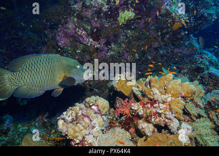 Napoleon fish at the Red Sea Stock Photo