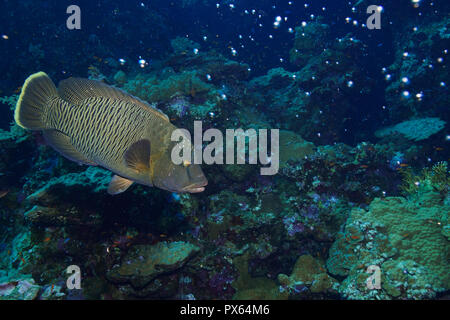 Napoleon fish at the Red Sea Stock Photo