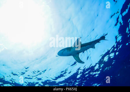Oceanic white tip shark at the Red Sea Egypt Stock Photo