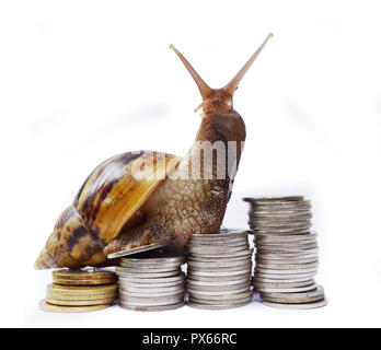 Snail climbing  the pile of coins on white background , Financial with development and commit business concept , Slow economic growth Stock Photo