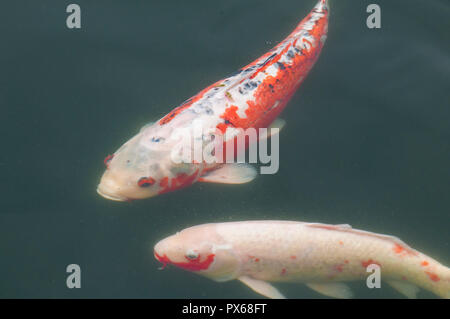 Koi in Lotus Pond in Chi Lin Nunnery and Nan Lian Garden, Kowloon, Hong Kong, China. Stock Photo