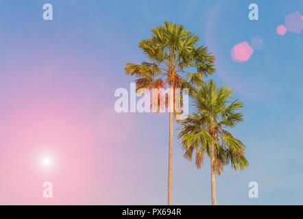 Palm trees on a background of blue sky  with sunset light tone. Stock Photo